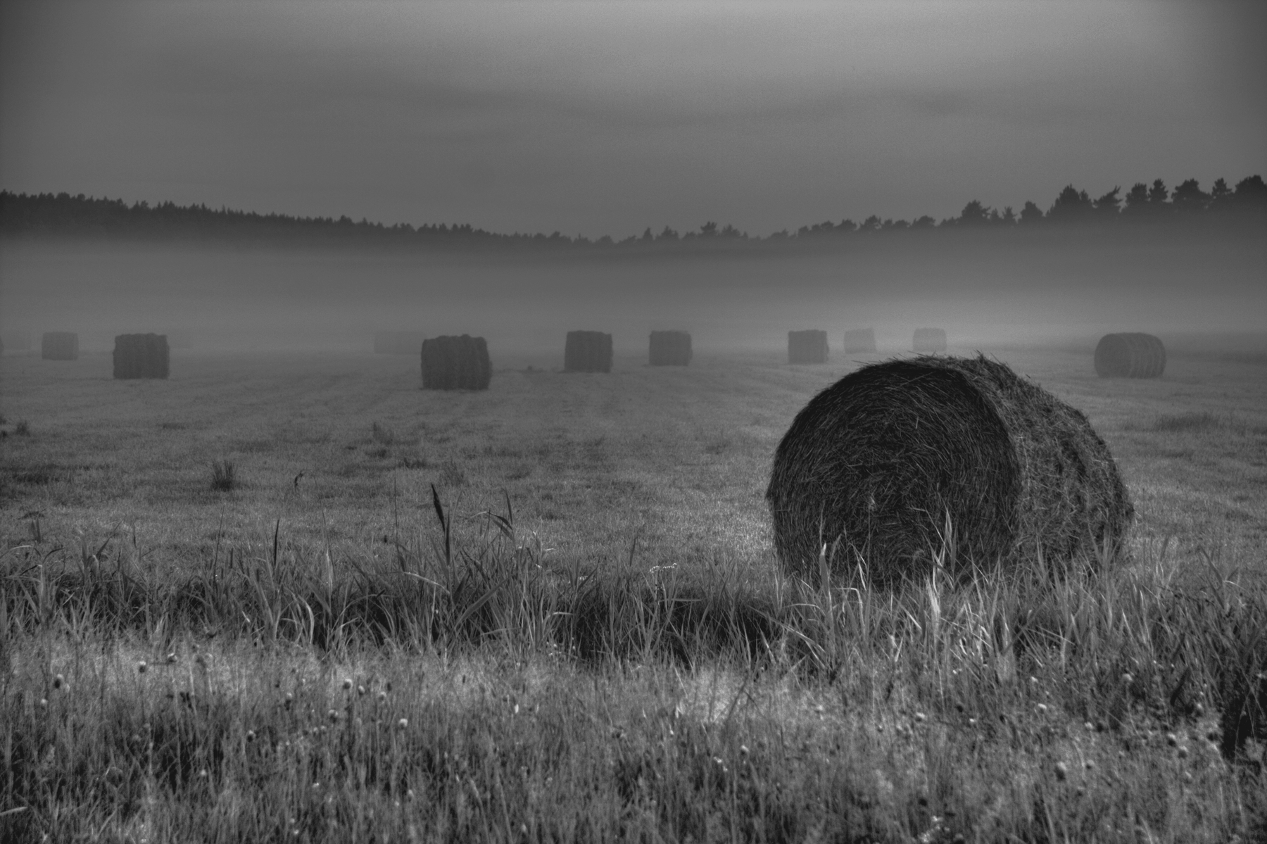 Field